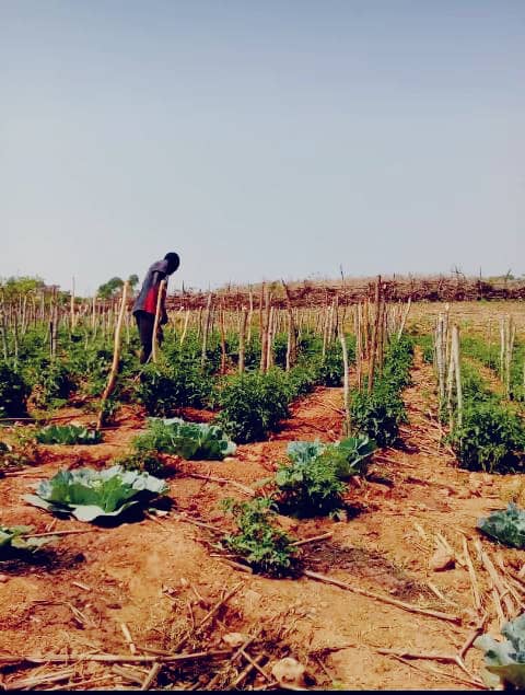 First harvest - Zimbabwe garden