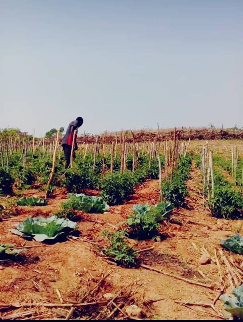 First harvest - Zimbabwe garden First harvest - Zimbabwe garden