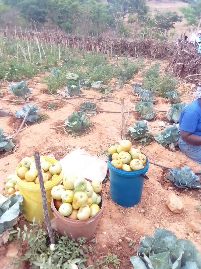 First harvest - Zimbabwe garden zimbabwe community garden