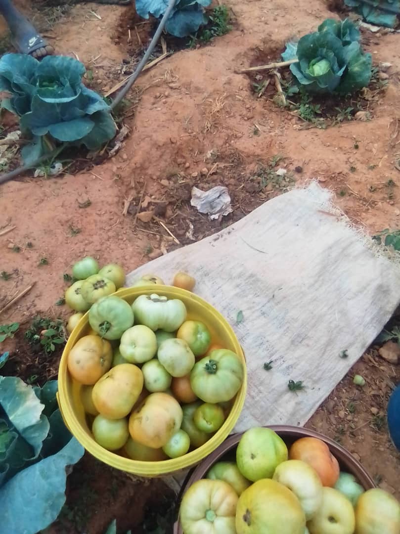 First harvest - Zimbabwe garden